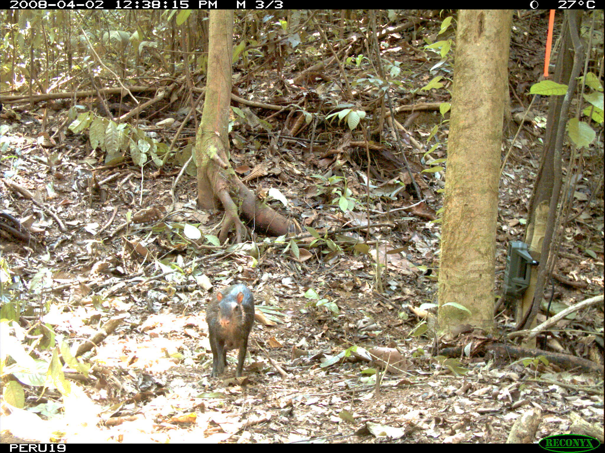 Image of Black Agouti