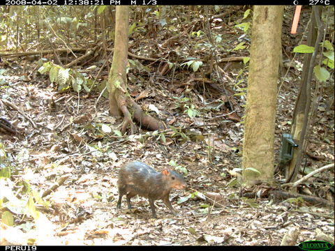 Image of Black Agouti