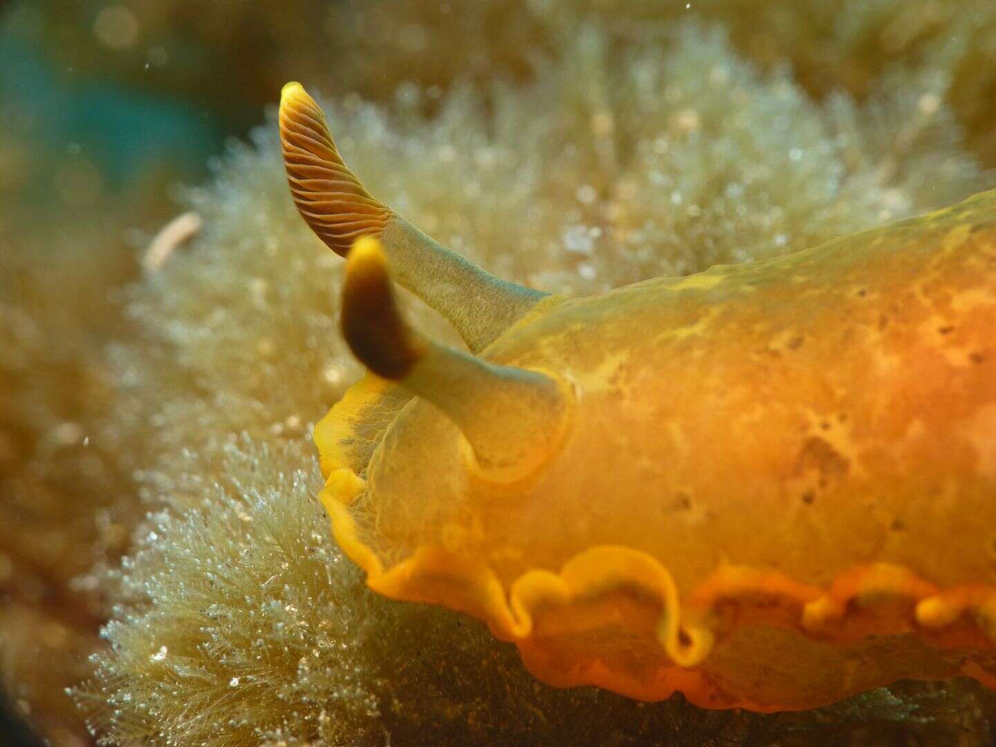 Image of Dendrodoris limbata (Cuvier 1804)