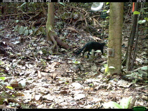 Image of Jaguarundi