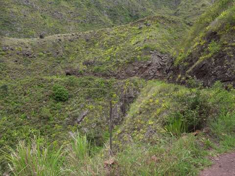 Image of Mauritius hemp