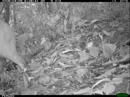 Image of Brocket Deer sp.