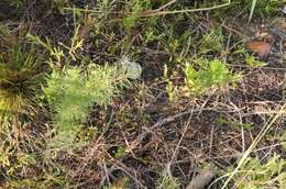 Image of Hakea drupacea (C. F. Gaertn.) Roem. & Schult.