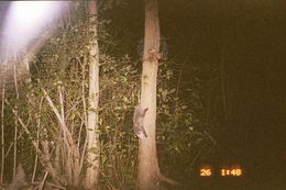 Image of Black-eared Opossum