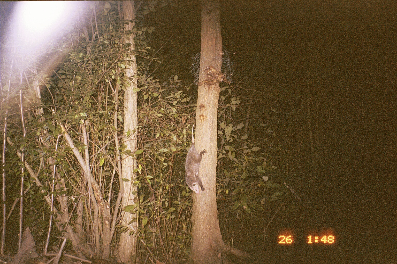 Image of Black-eared Opossum