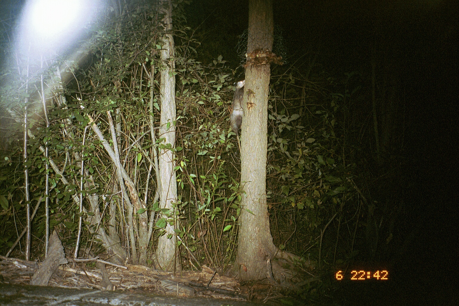 Image of Black-eared Opossum