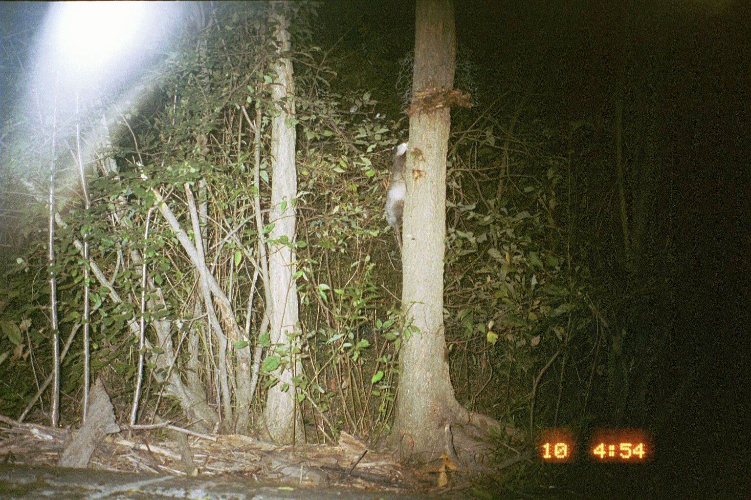 Image of Black-eared Opossum