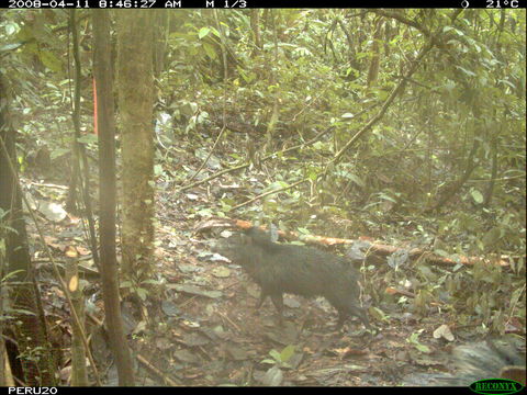 Image of collared peccary