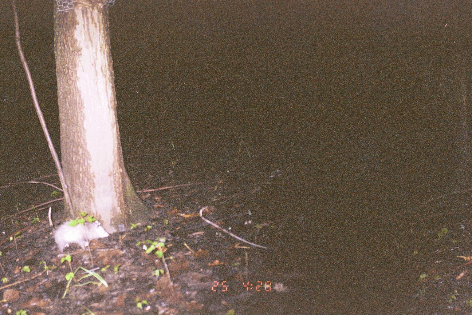 Image of Black-eared Opossum