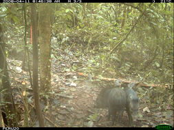 Image of collared peccary