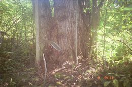 Image of eastern gray squirrel