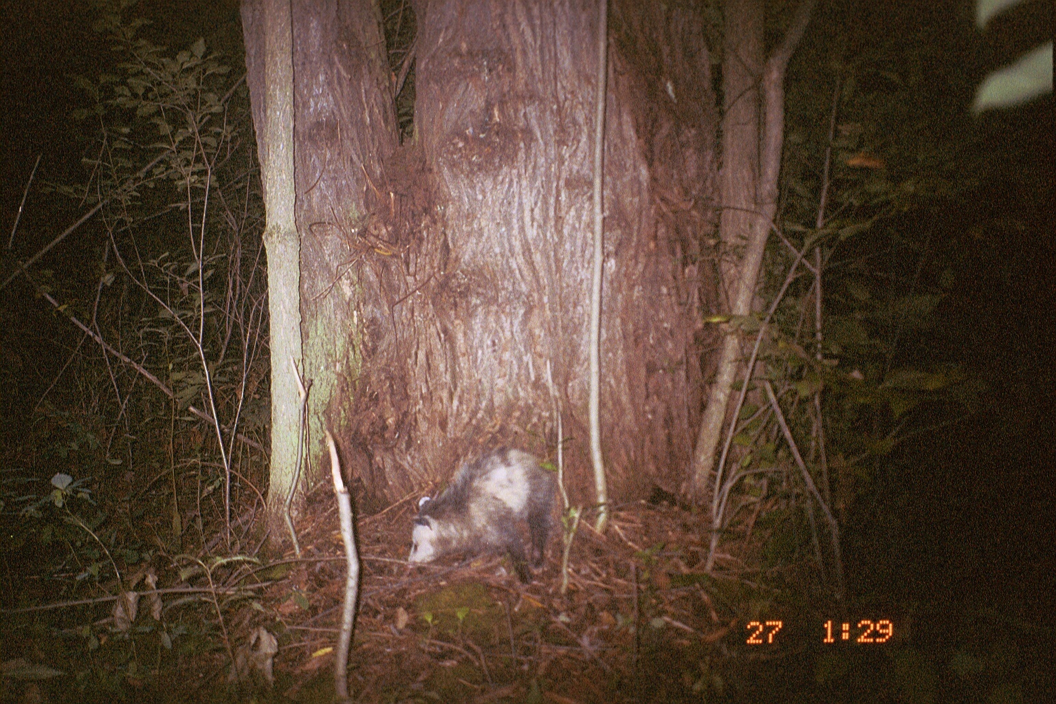 Image of Black-eared Opossum