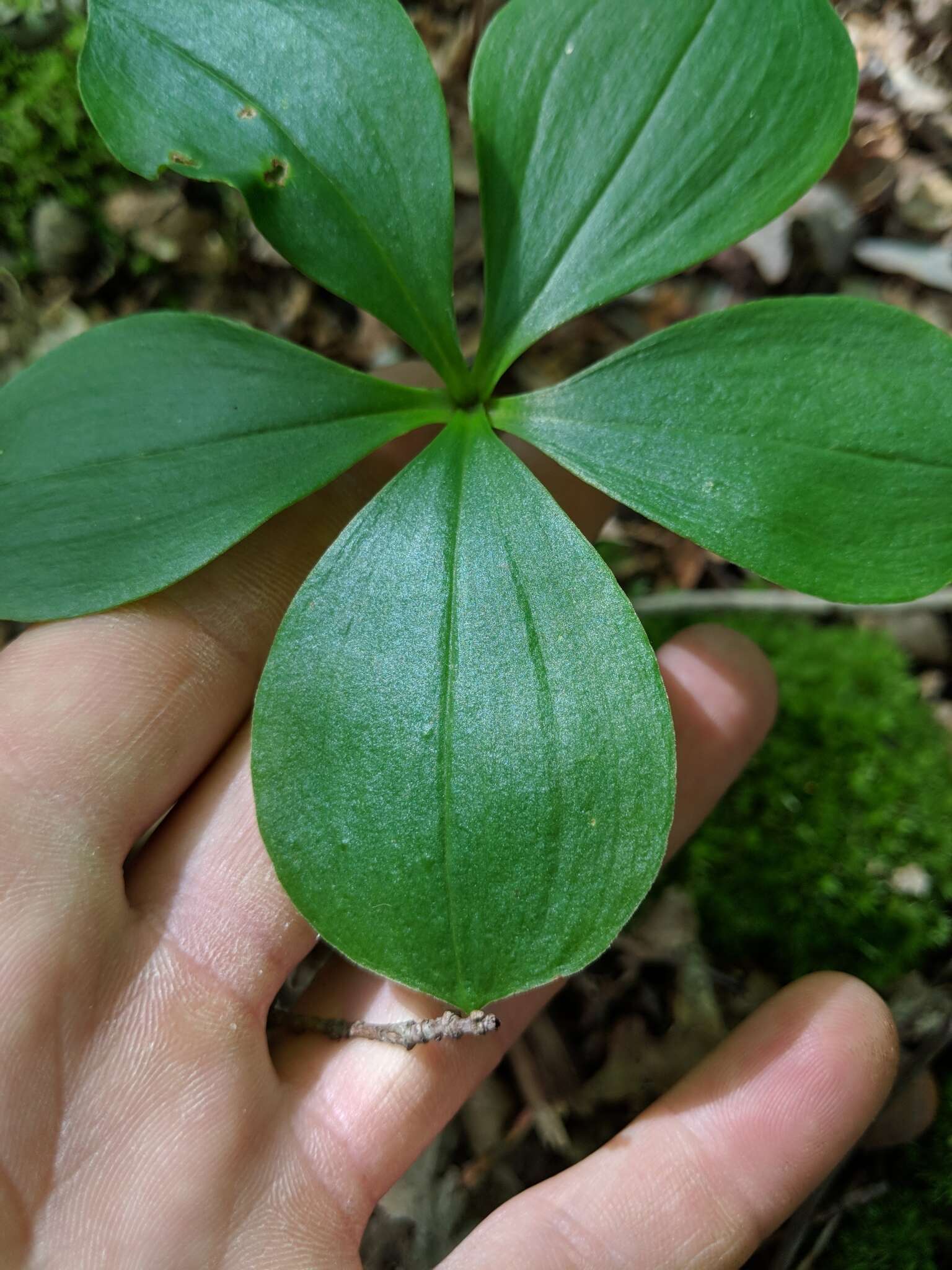 Imagem de Isotria verticillata (Muhl. ex Willd.) Raf.