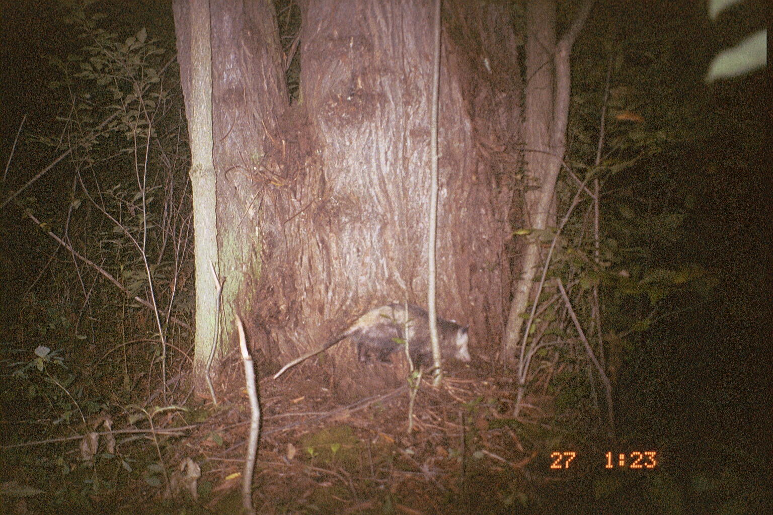 Image of Black-eared Opossum