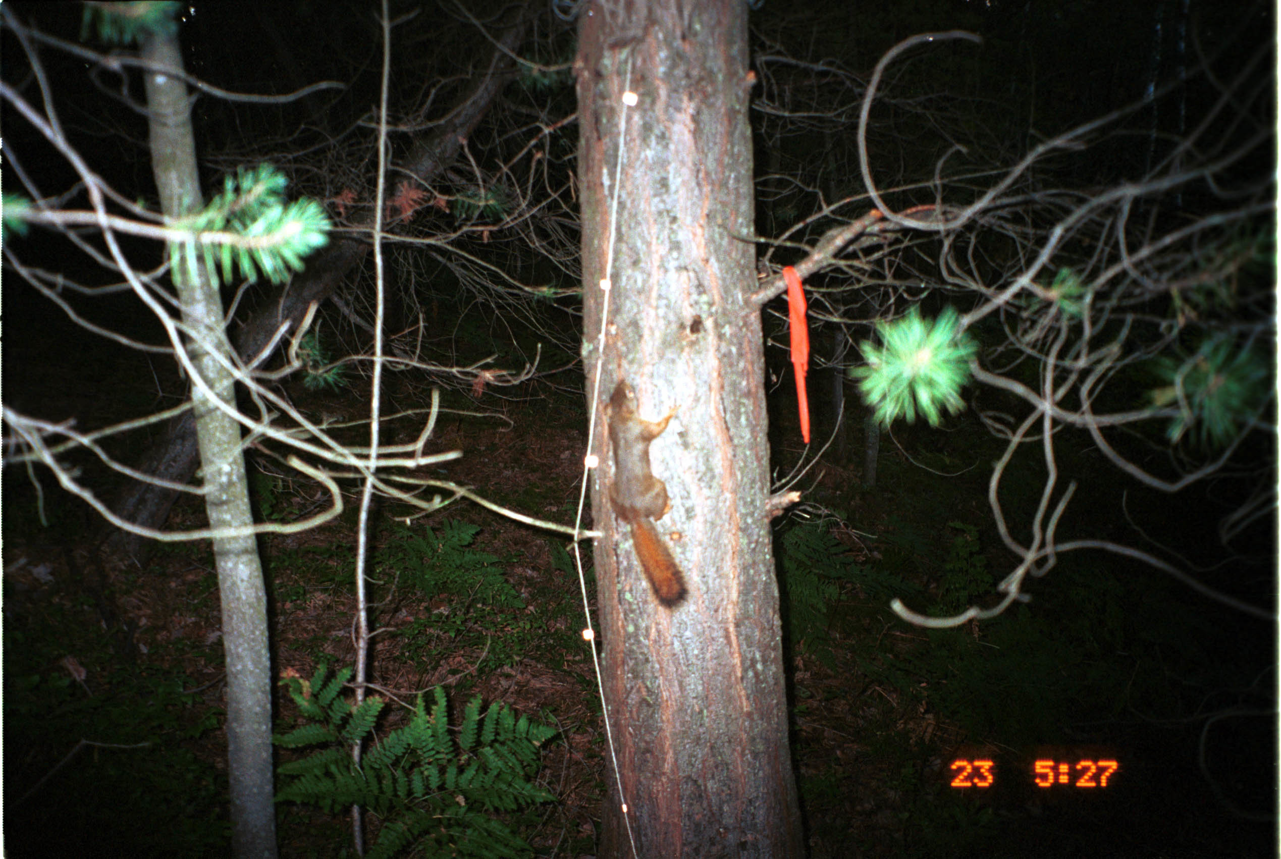 Image of American Red Squirrel