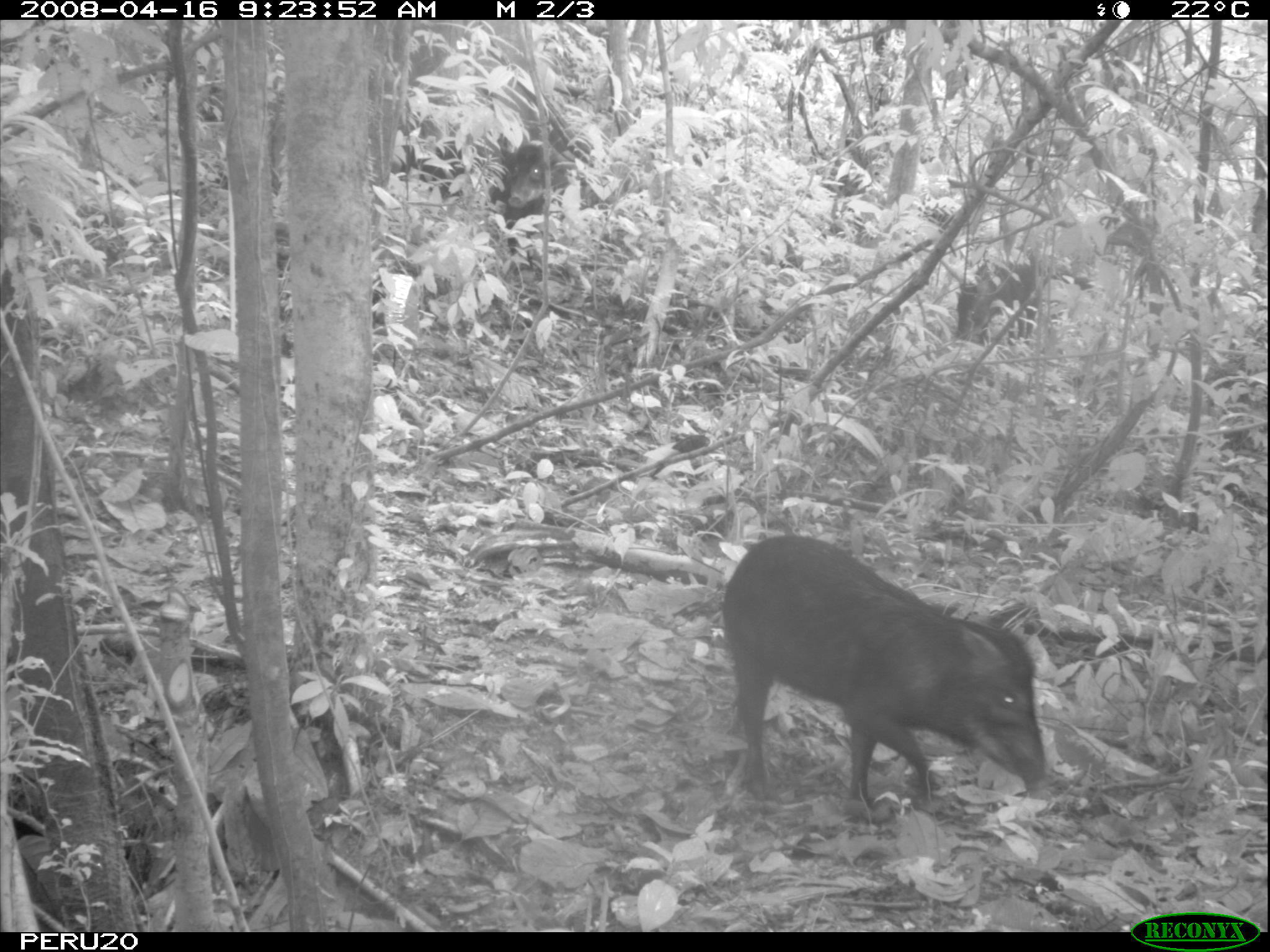 Image of White-lipped Peccary