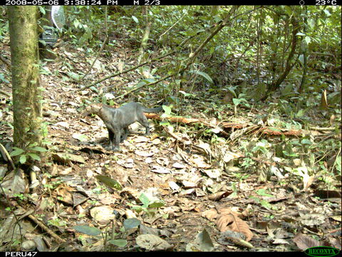 Image of Jaguarundi