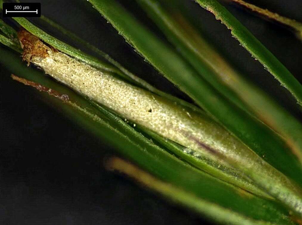 Image of Polytrichastrum ohioense G. L. Smith 1971