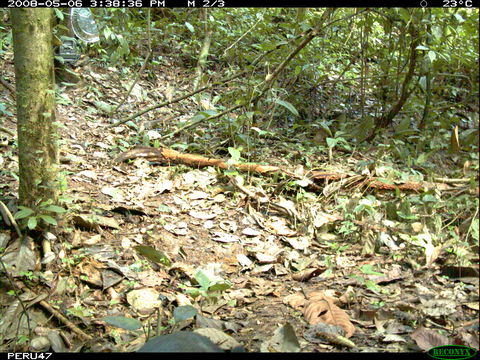 Image of Jaguarundi