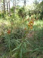 Image de Digitalis obscura L.