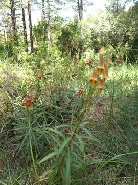 Imagem de Digitalis obscura L.