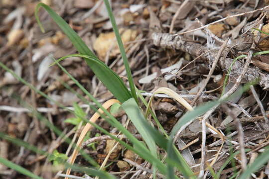 Image of Allium roseum L.