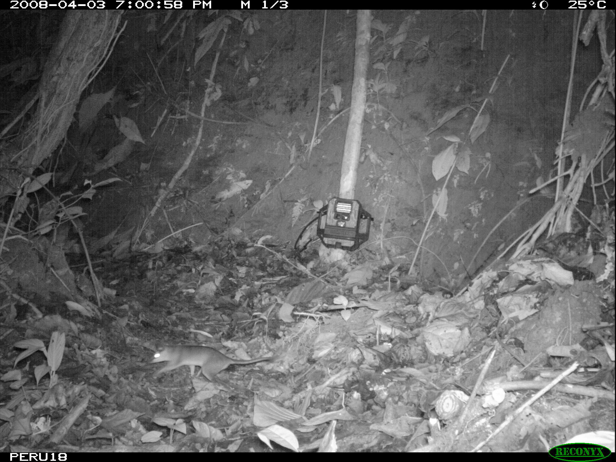 Image of Brown Four-eyed Opossum