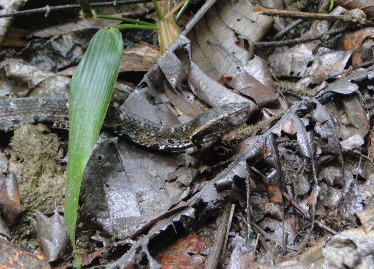 Image of Bothrocophias hyoprora (Amaral 1935)