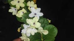 Brunfelsia americana L. resmi