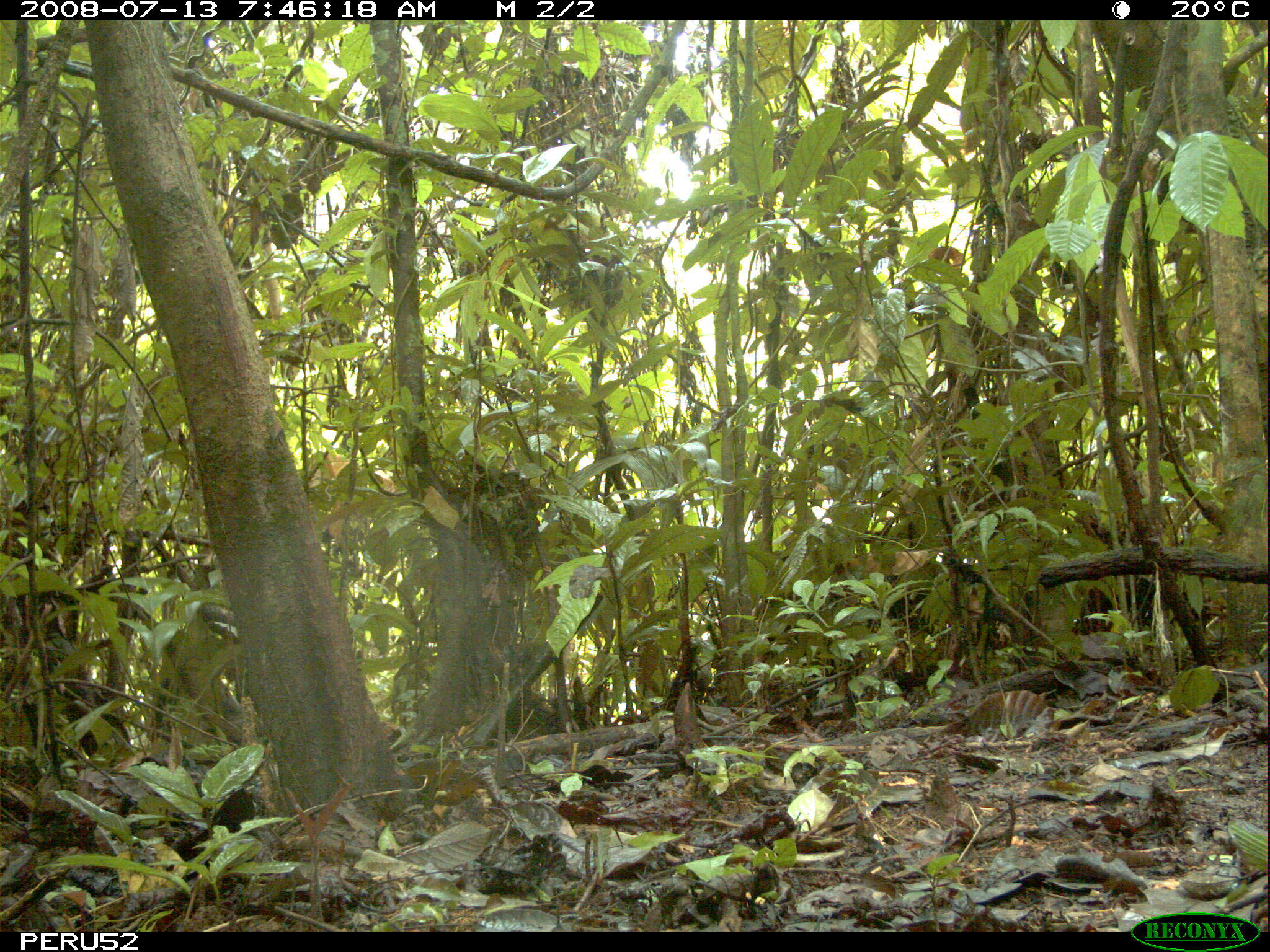 Image of Bolivian Squirrel