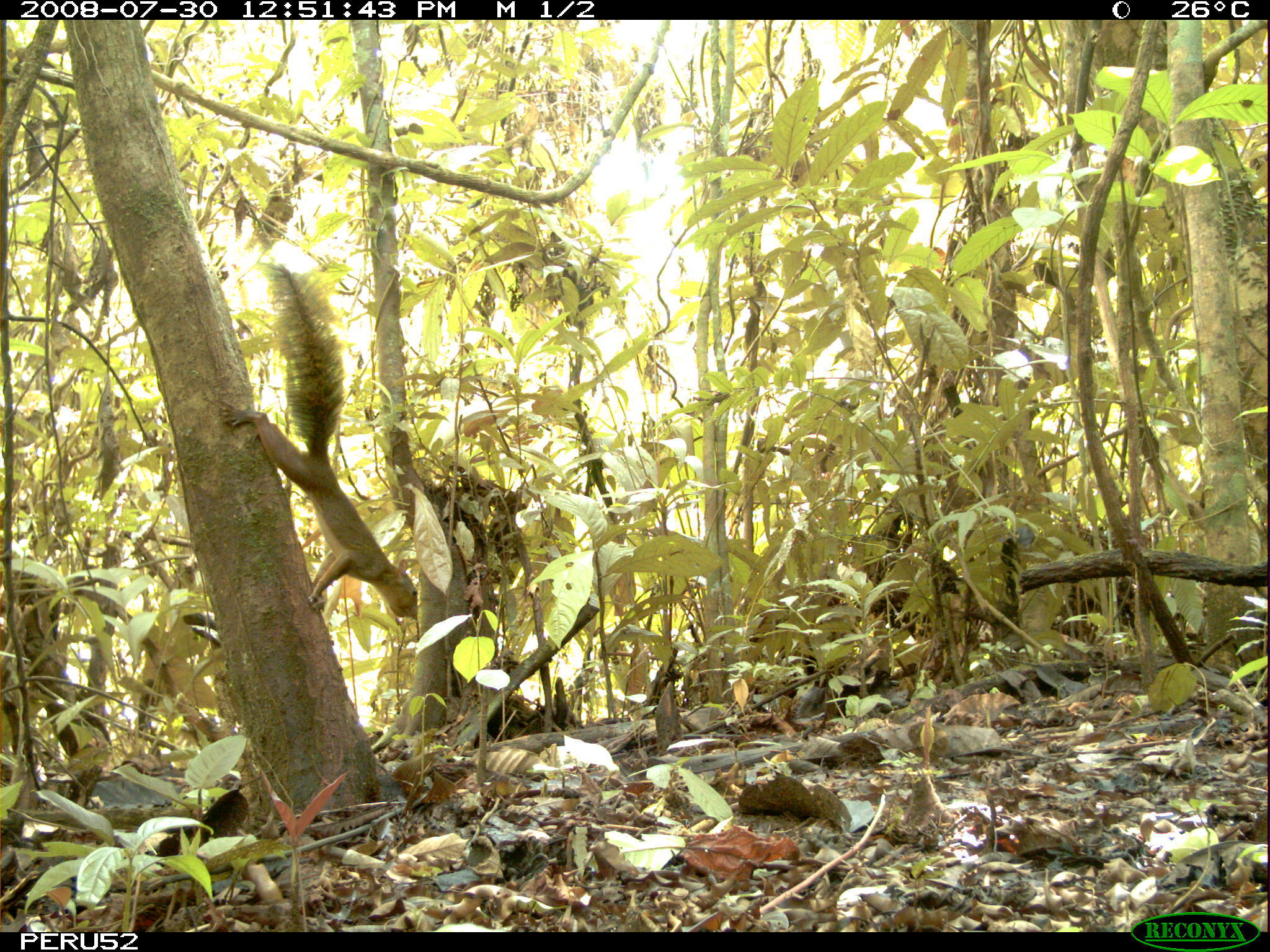 Image of Bolivian Squirrel