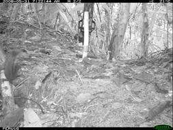 Image of Bolivian Squirrel