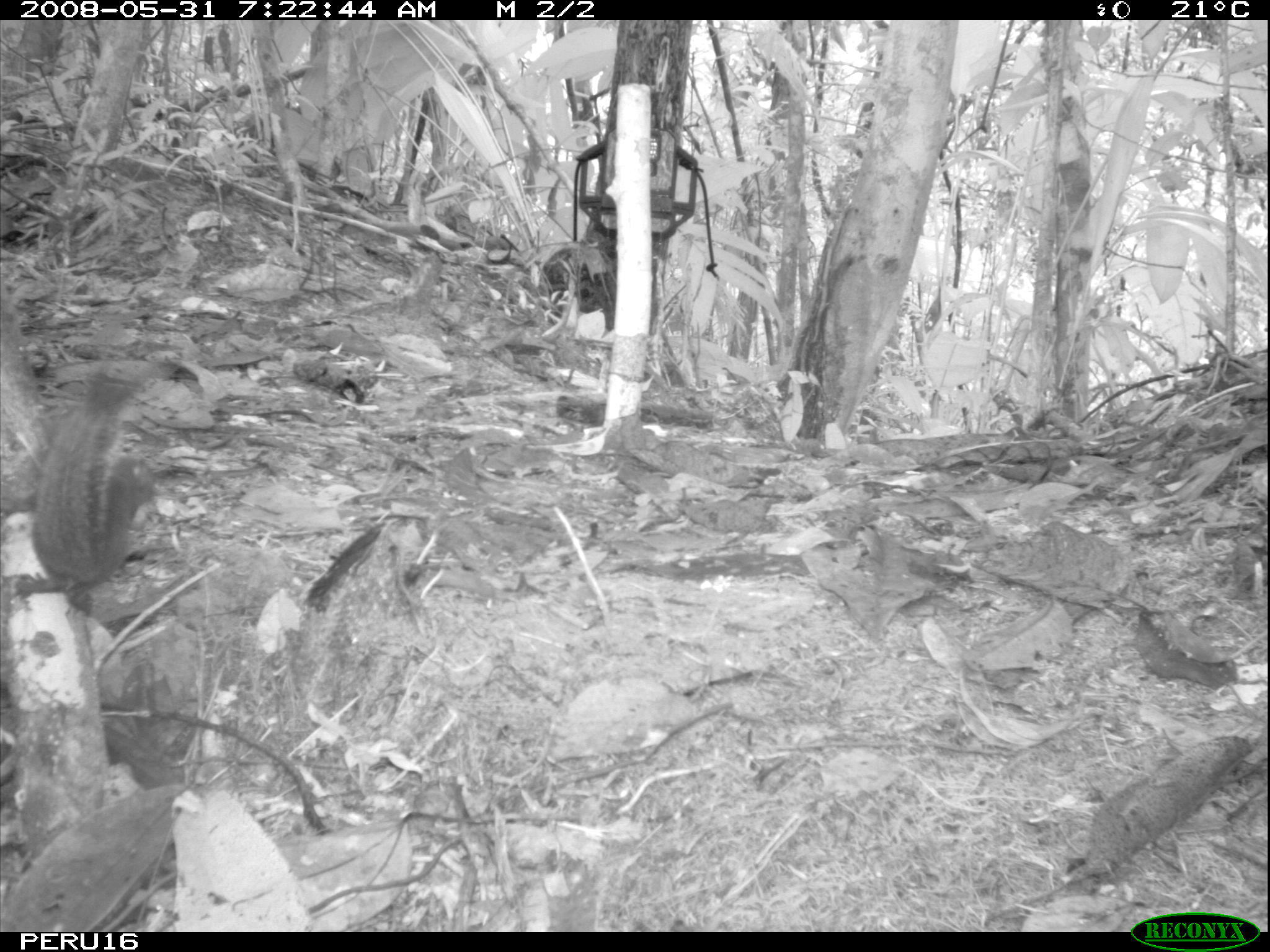 Image of Bolivian Squirrel