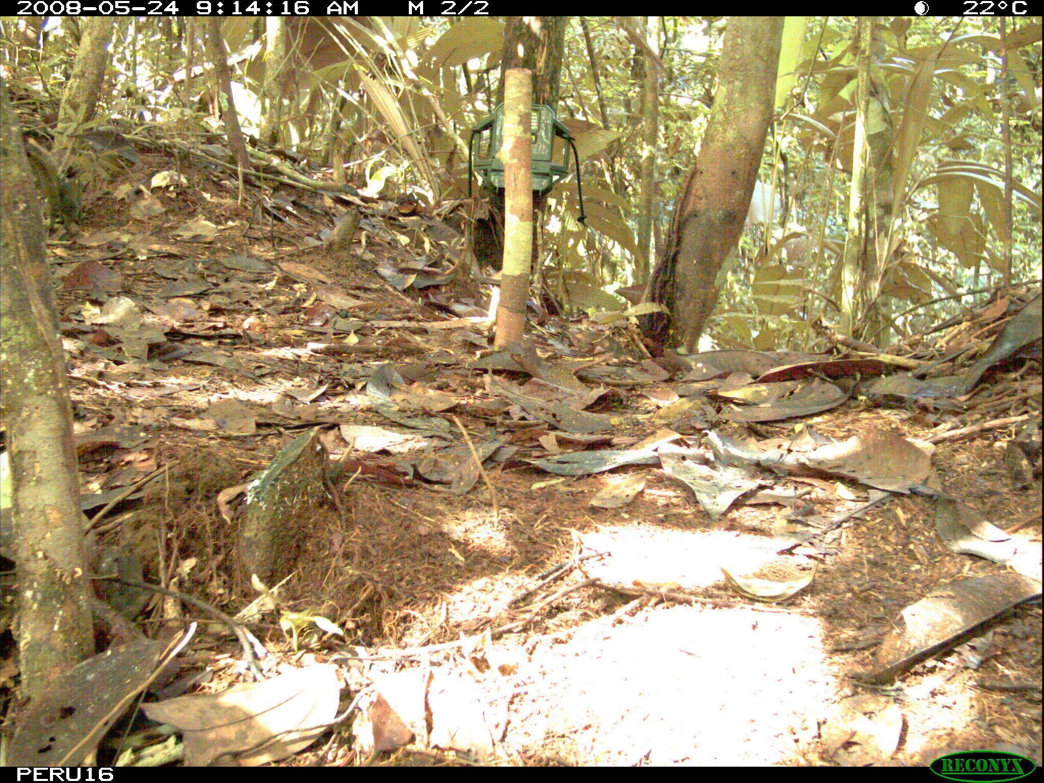 Image of Bolivian Squirrel