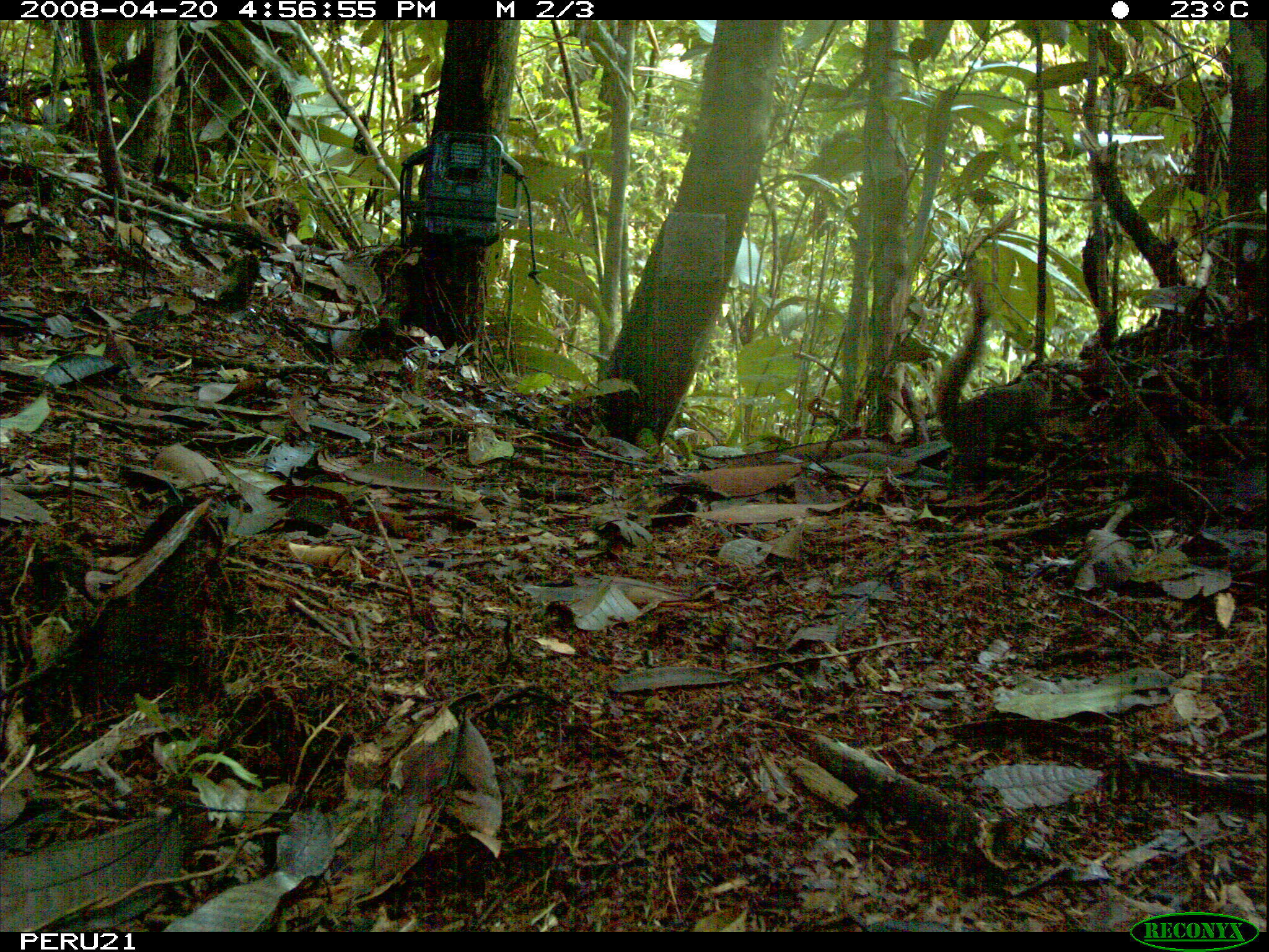 Image of Bolivian Squirrel