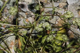 Image of Valerianella discoidea (L.) Loisel.