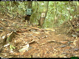 Image of Bolivian Squirrel