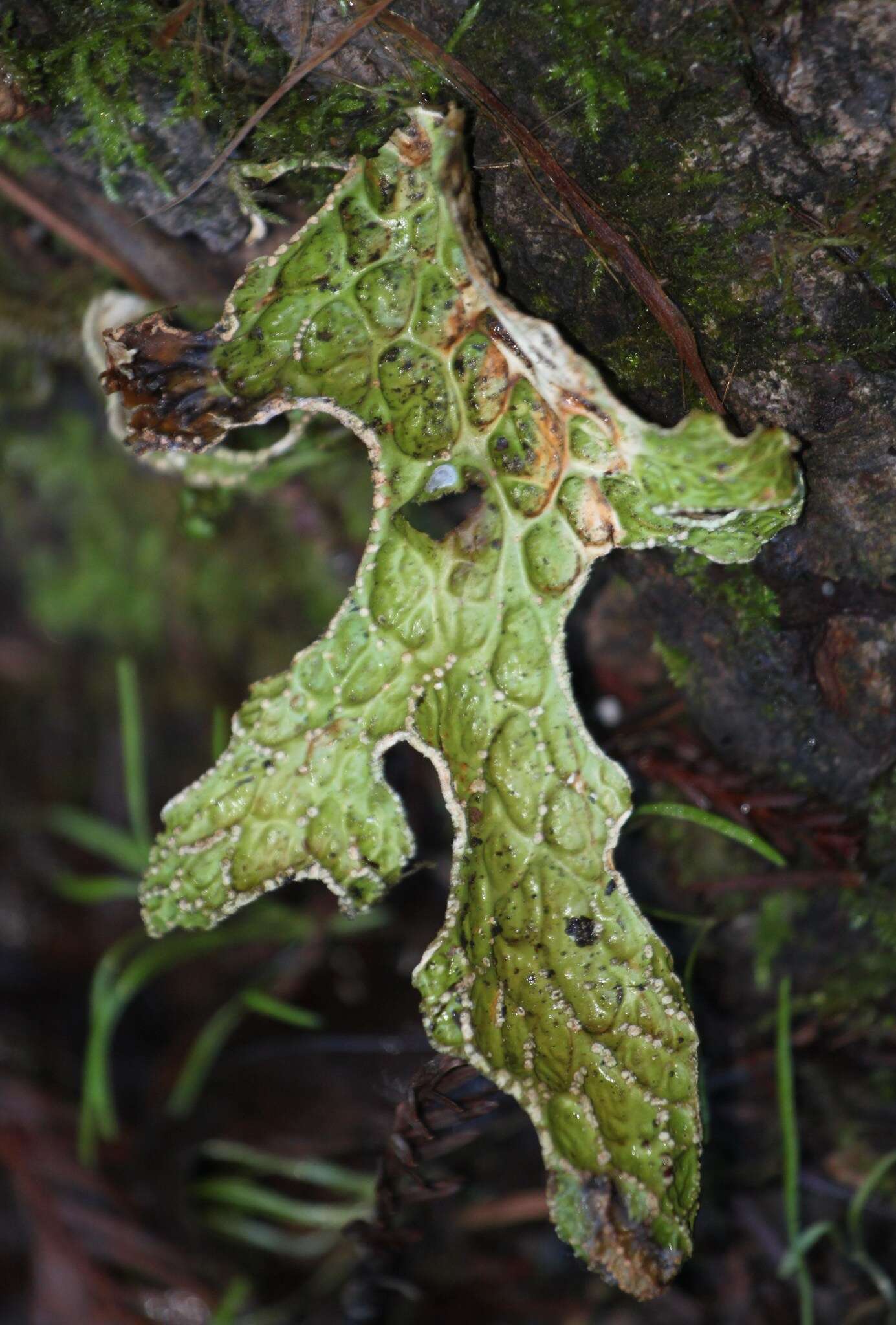 Image of lung lichen