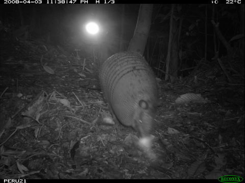 Image of Nine-banded or Greater Long-nosed Armadillo
