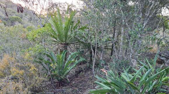 Image of Bushman's River Cycad