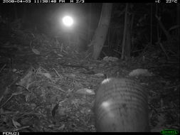 Image of Nine-banded or Greater Long-nosed Armadillo