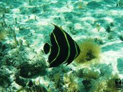 Image of Angelfish