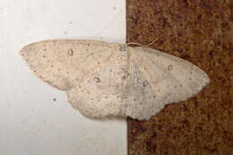 صورة Cyclophora albipunctata Hüfnagel 1767