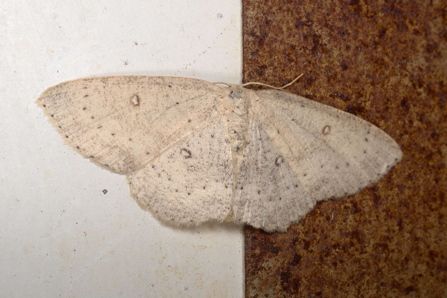 صورة Cyclophora albipunctata Hüfnagel 1767