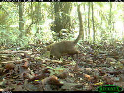 Image of Coatimundi