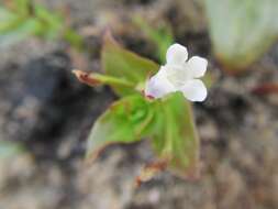 Image de Lindernia parviflora (Roxb.) Haines