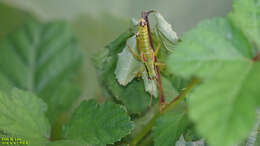 صورة Anapodisma miramae Dovnar-Zapolskij 1932