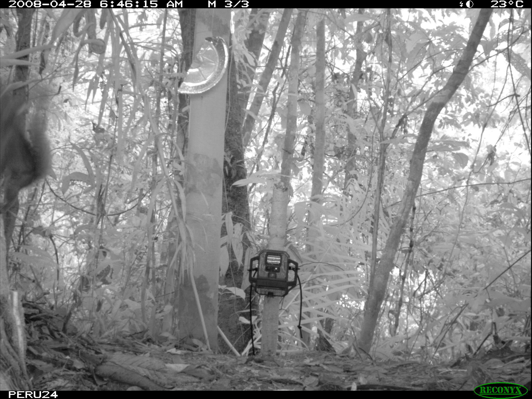 Image of Bolivian Squirrel