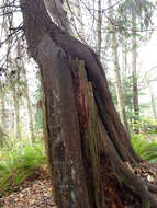 Image of western hemlock