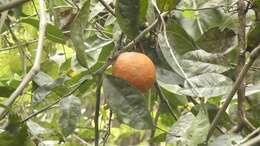 Image of Citrus limonia Osbeck